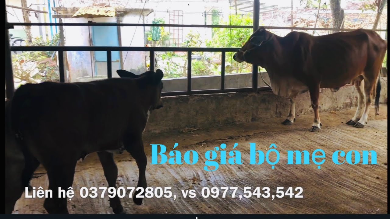 ngày 1 tháng 2, 2026 báo giá bò ghép xem phú yên bình định