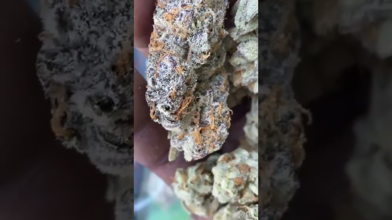 Zkittles Cake Exotic Strain #shorts