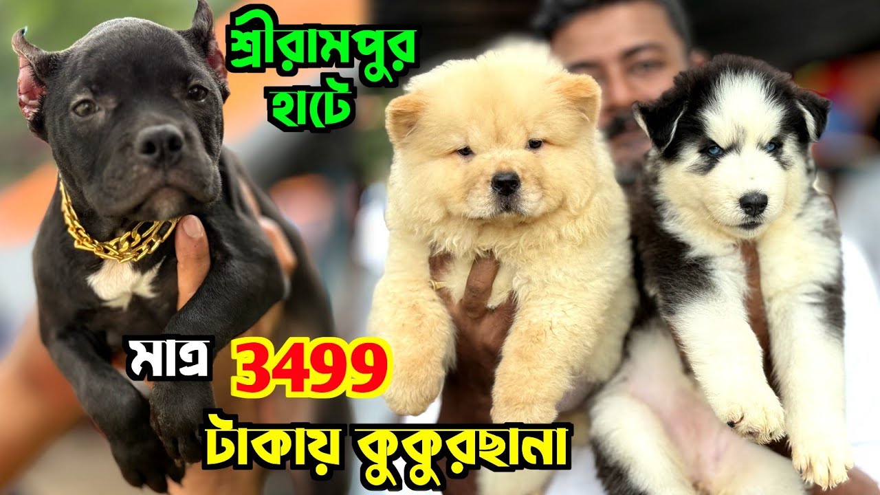 Serampore Pet Market. Dog Market in Kolkata Price. Pet Market in Kolkata.