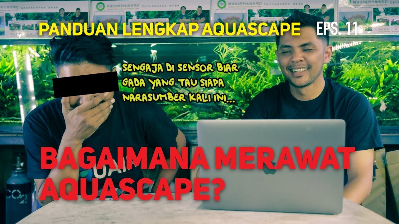 Cara Maintenance (Merawat) Aquascape Yang Benar (Bersama Mas Bambang) - Episode 11