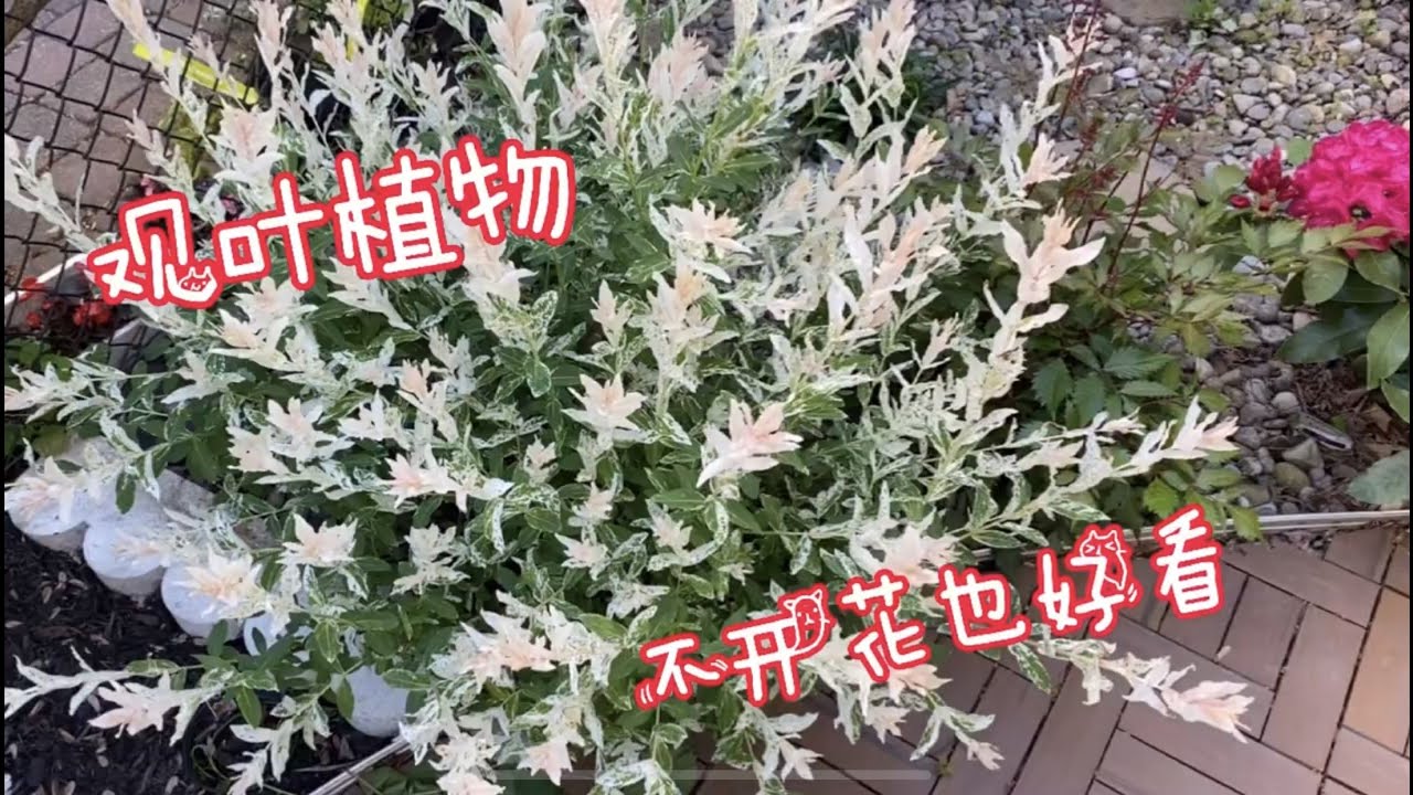 观叶植物 | 不开花也好看的观叶植物！彩叶妃柳 山桃草（Gaura）矮化枫树 鲁冰花