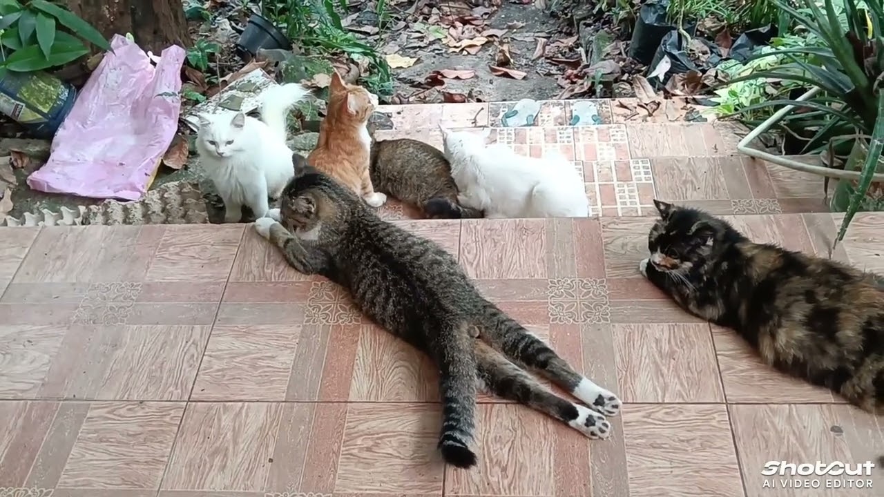 Siang Menyala #catlovers#kitten#cute 
