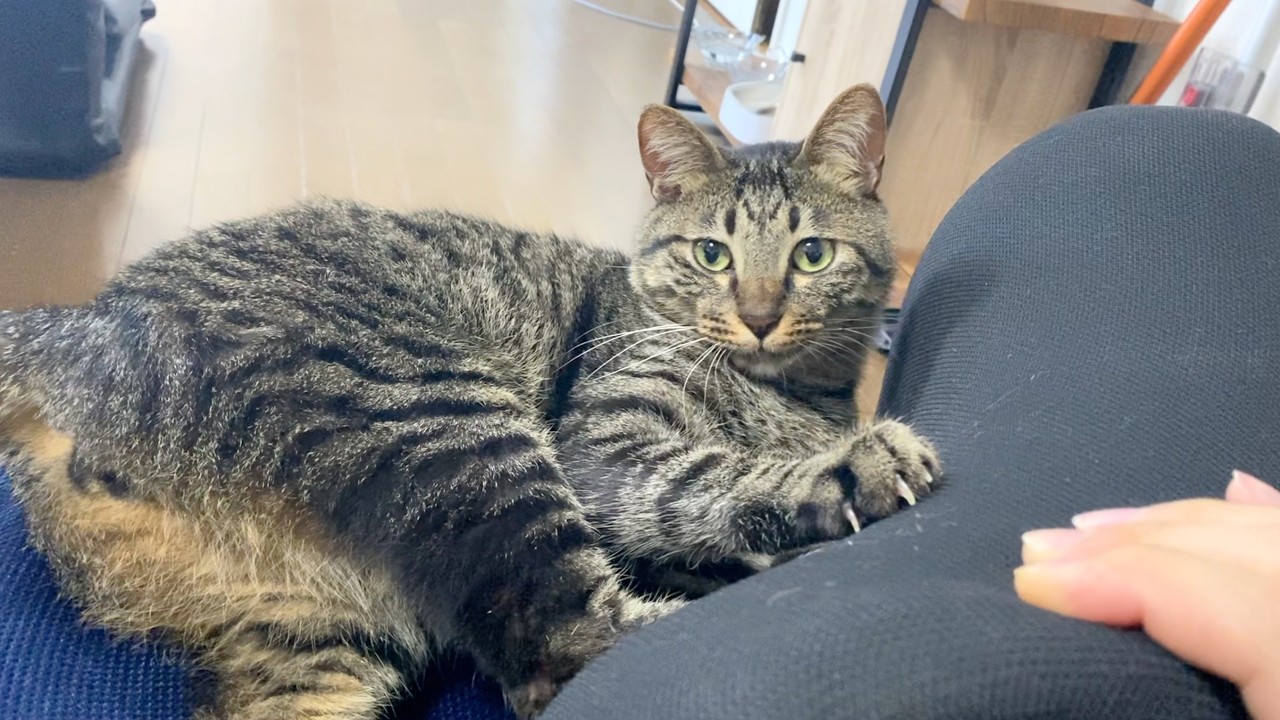 飼い主の場所を占領する猫たちを叱った結果...