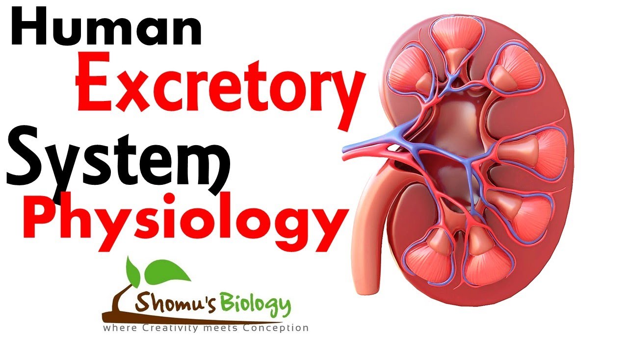 Human excretory system physiology