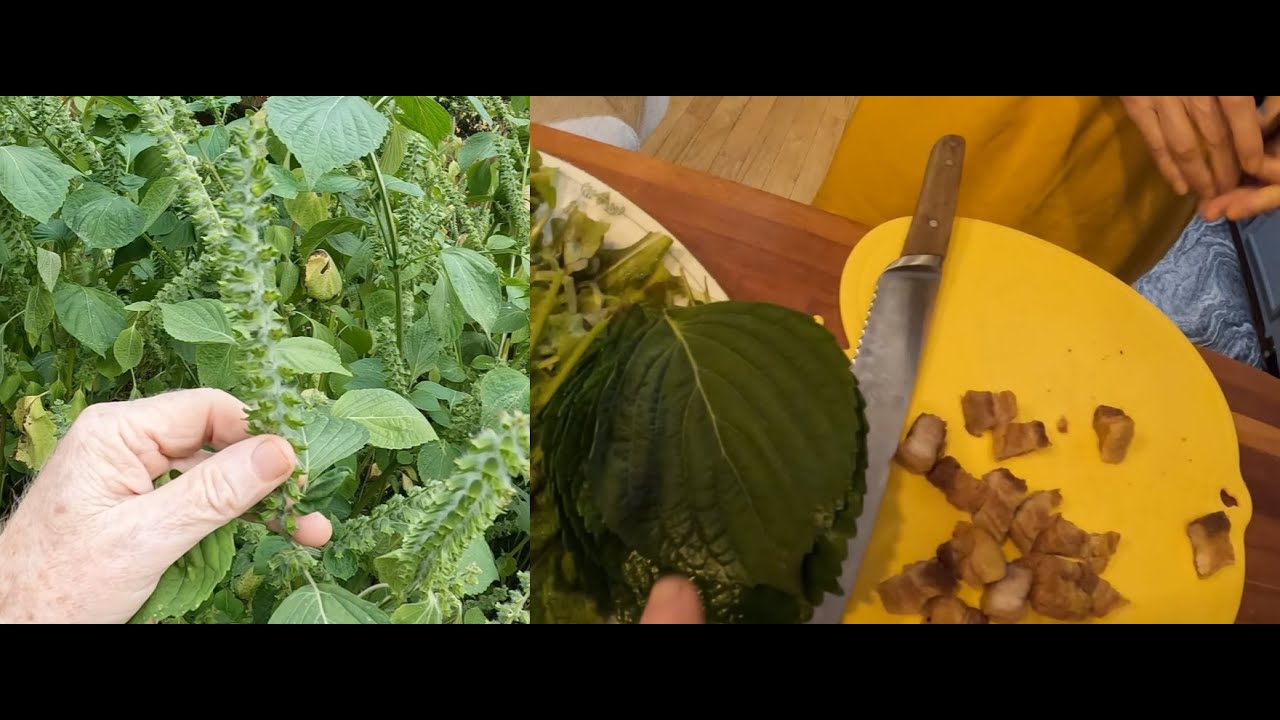 Harvesting, Cooking, Eating Perilla - Delicious Medicinal Plant Most People Don't Know!