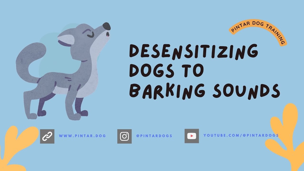 desensitizing training to barking sounds