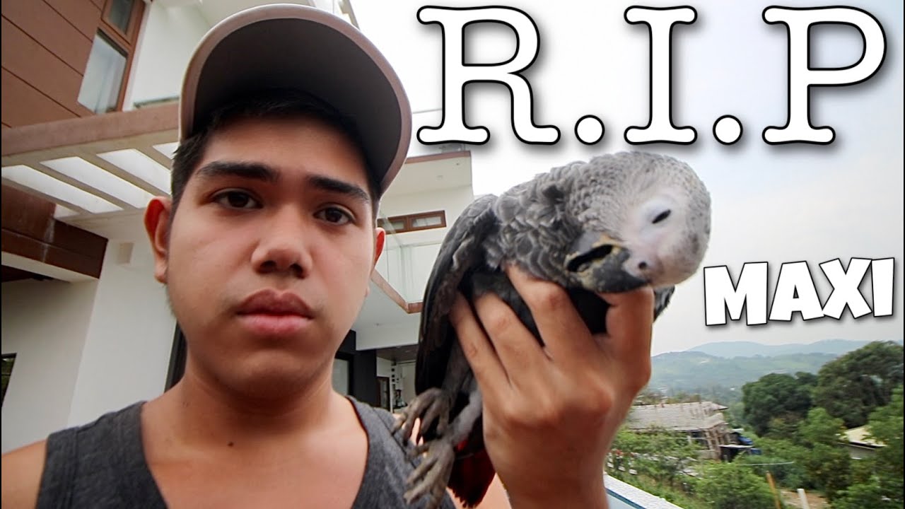 REST IN PEACE MAXI PAALAM NA! Nilibing na namin Maxi dahil na nauntog  (AFRICAN GREY) | Murillo Bros
