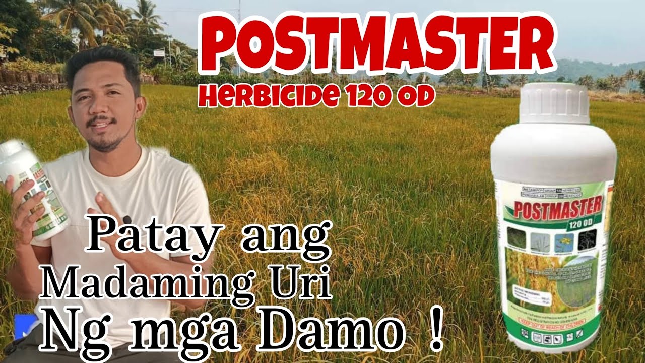 Bagong Pamatay Damo na Postmaster 120 OD - Kayang Patayin ang Siyam na ibat ibang Damo sa Palayan