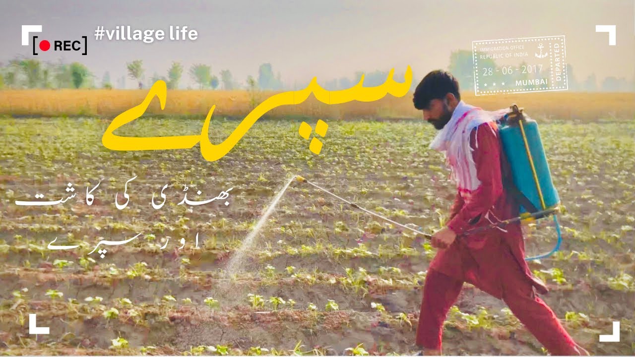Aaj ki Bhindi ki fasal ko spray|okra farming |Naeem Wahla