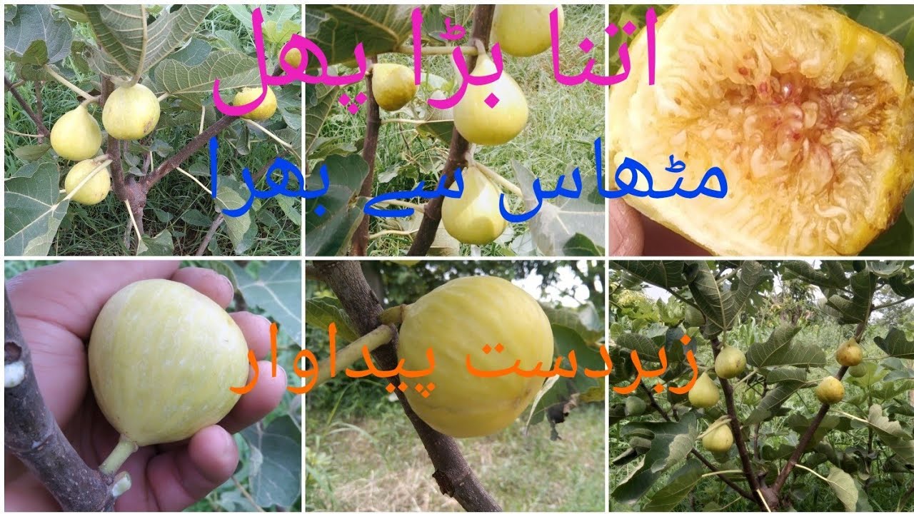 Orphan fig | Top fig  Variety | Perfect Fruiting in  Pakistan| For plants Whatsapp 03454609592