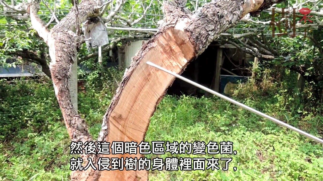 【樹呆子小學堂】梨樹解剖解說part2 傷口是菌入侵樹木的途徑