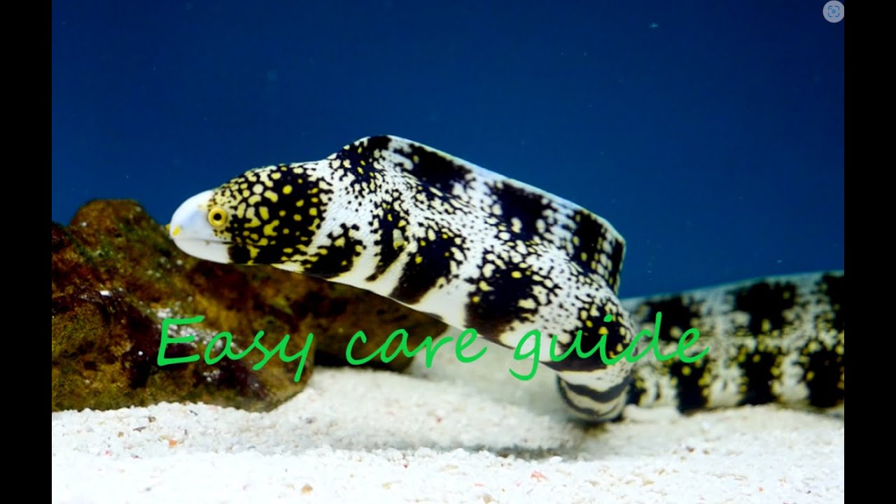 How to care for snowflake eels.
