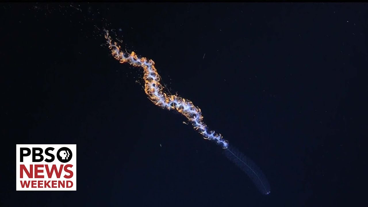 A glimpse at some of the 100 new deep sea species discovered off the coast of Chile