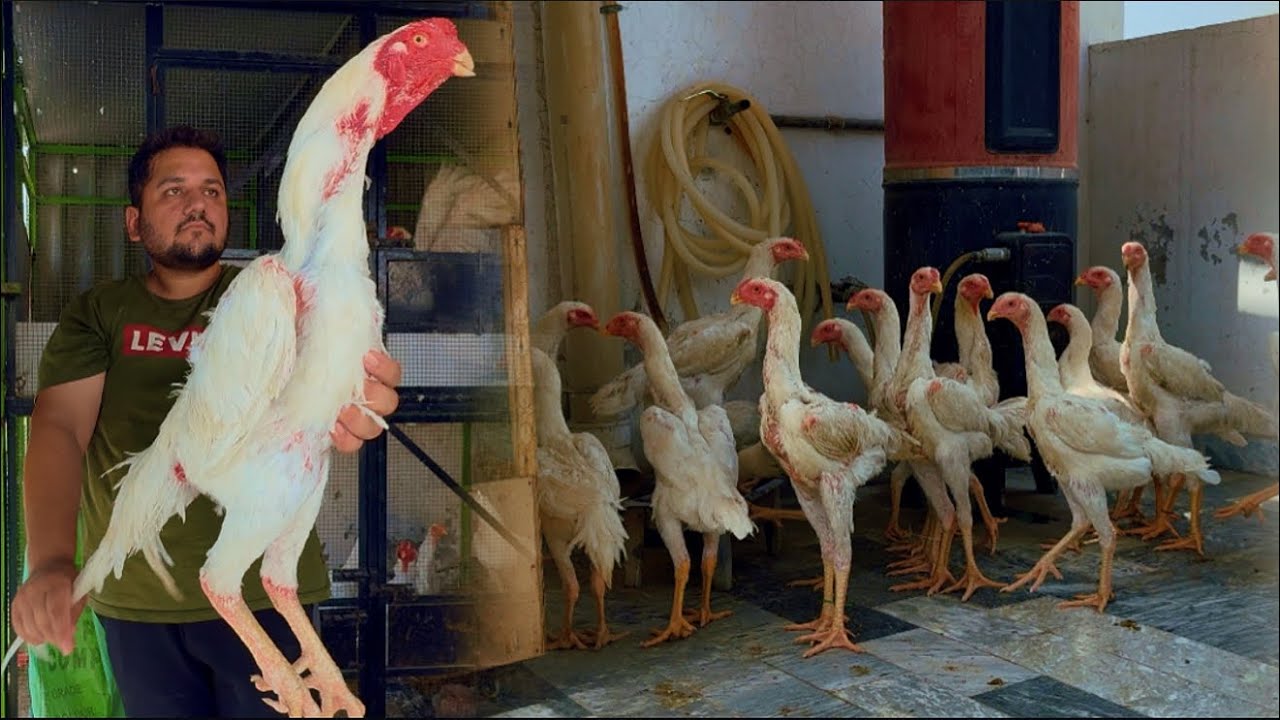 Swing Neck Shamo Wo Be White Colour Ma 😍 Smart Chiken Farming At Home, King Aseel Hsn Entertainment