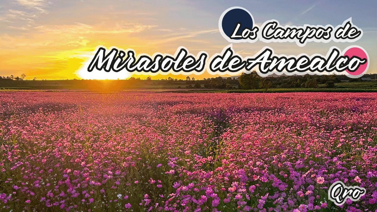 Amealco y sus Campos de Mirasoles | Pueblo Mágico | Pinshi Millenial