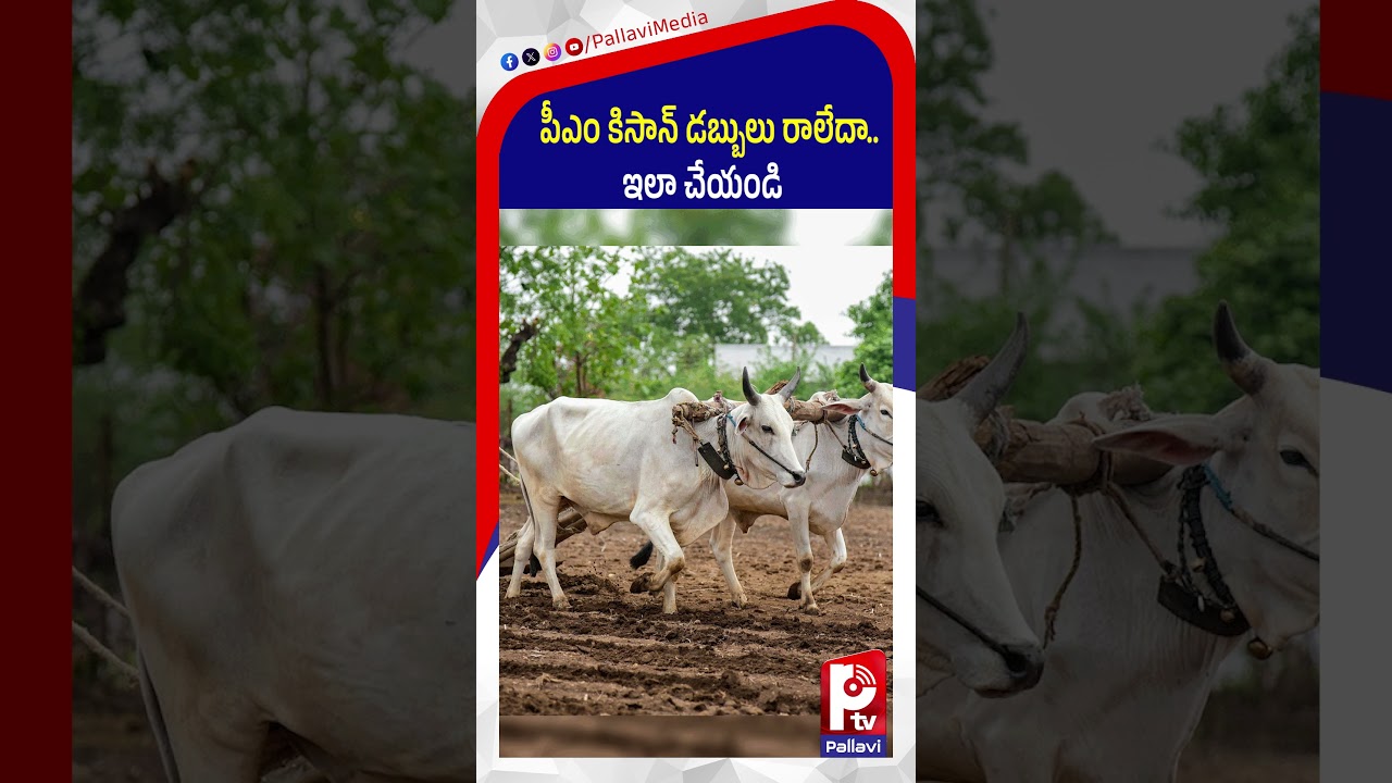 పీఎం కిసాన్​ డబ్బులు రాలేదా ఇలా చేయండి | PM Kisan Funds Not Credited? | Pallavi Tv