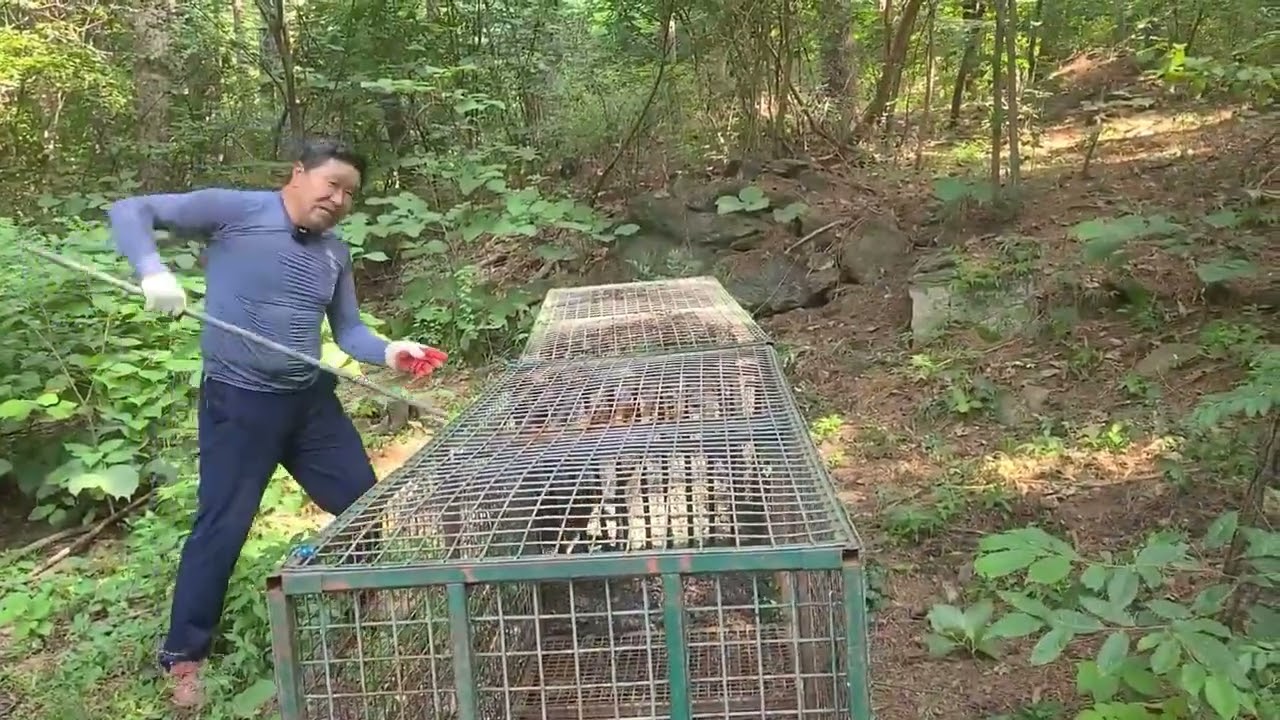 보급형 멧돼지 포획틀 151호 횡포부린 놈 최후 (문의 010 4003 5284) [재업로드]