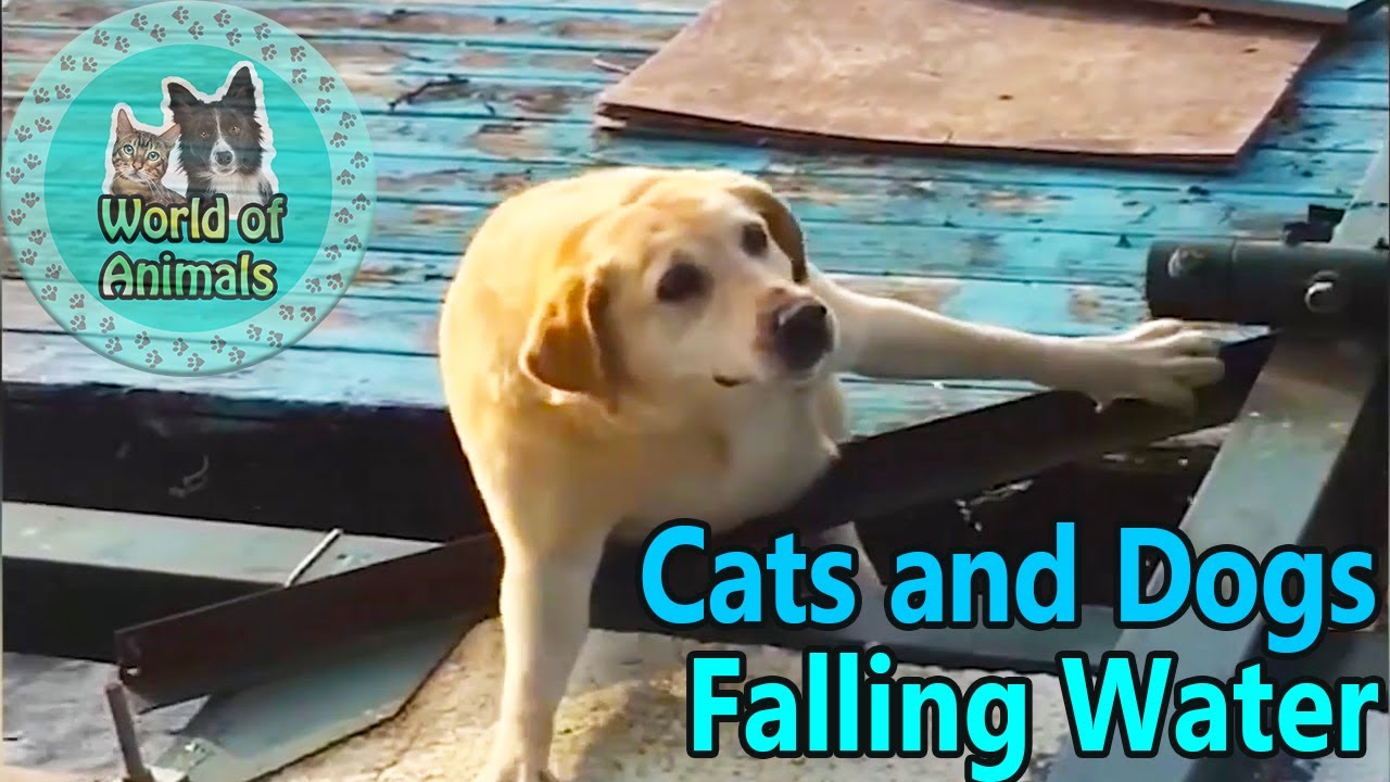 Epic Cats and Dogs Hate Falling in Water - They are so cute!