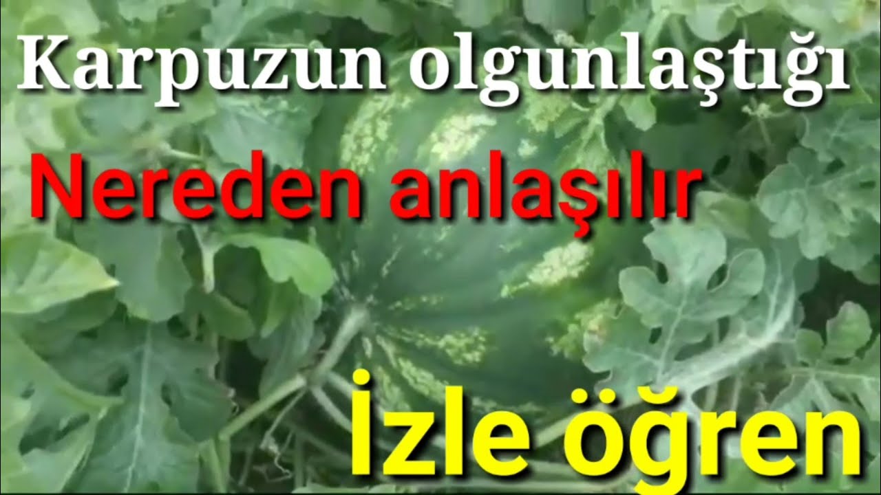 KARPUZ NASIL YETİŞİR.2