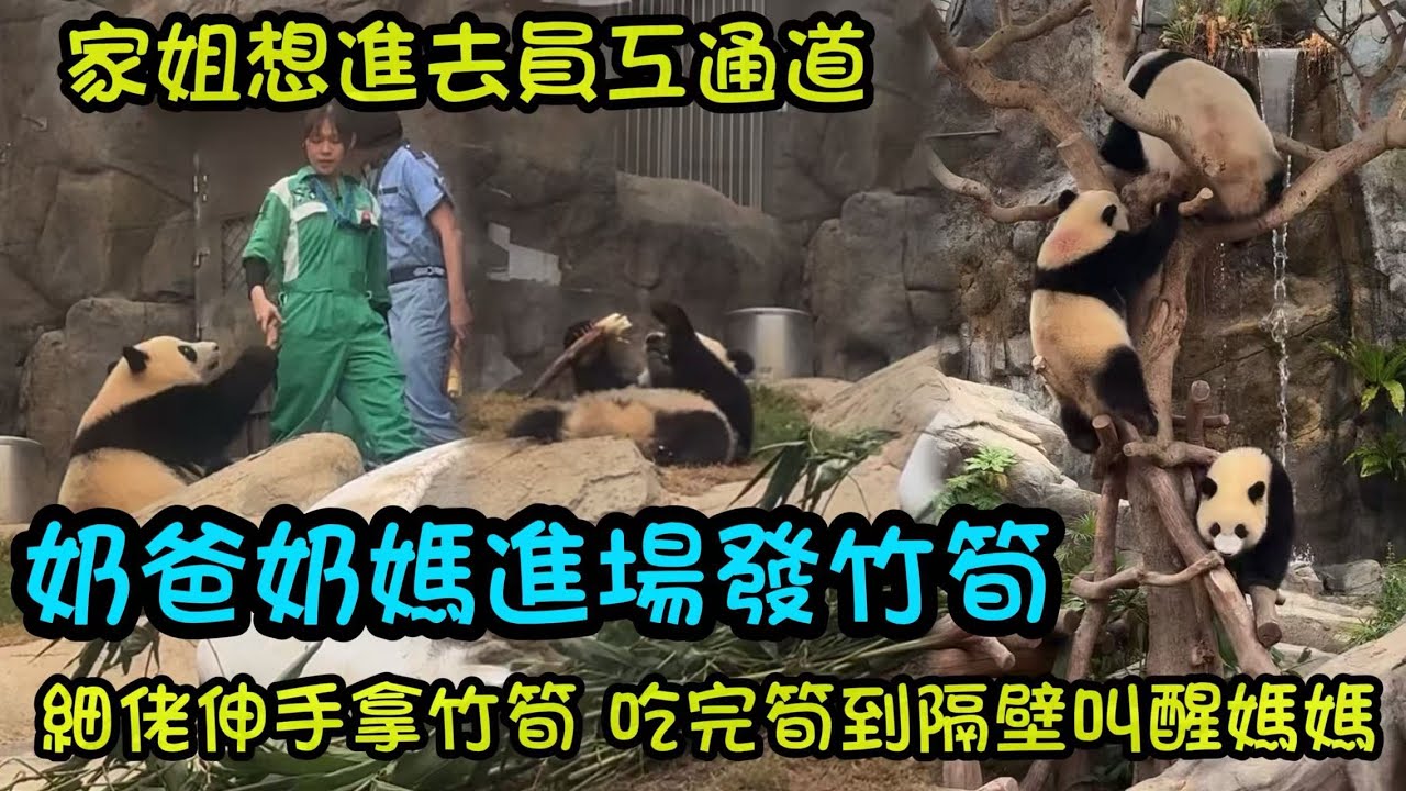 1月20日   奶爸奶媽拿著大竹筍出來找家姐細佬，家姐按住員工通道想進去玩#大熊貓家姐細佬#大熊貓家姐細佬#大熊貓加加得得 #panda