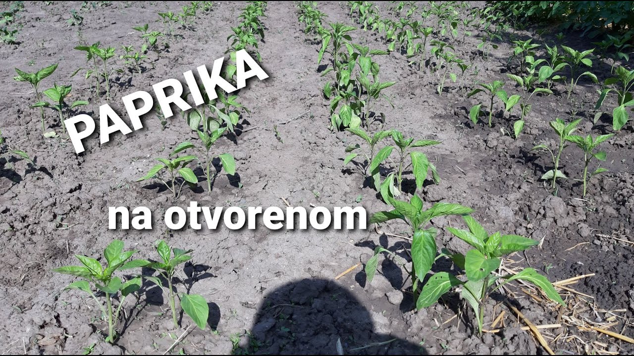 Rasadjivanje paprike na otvoreno