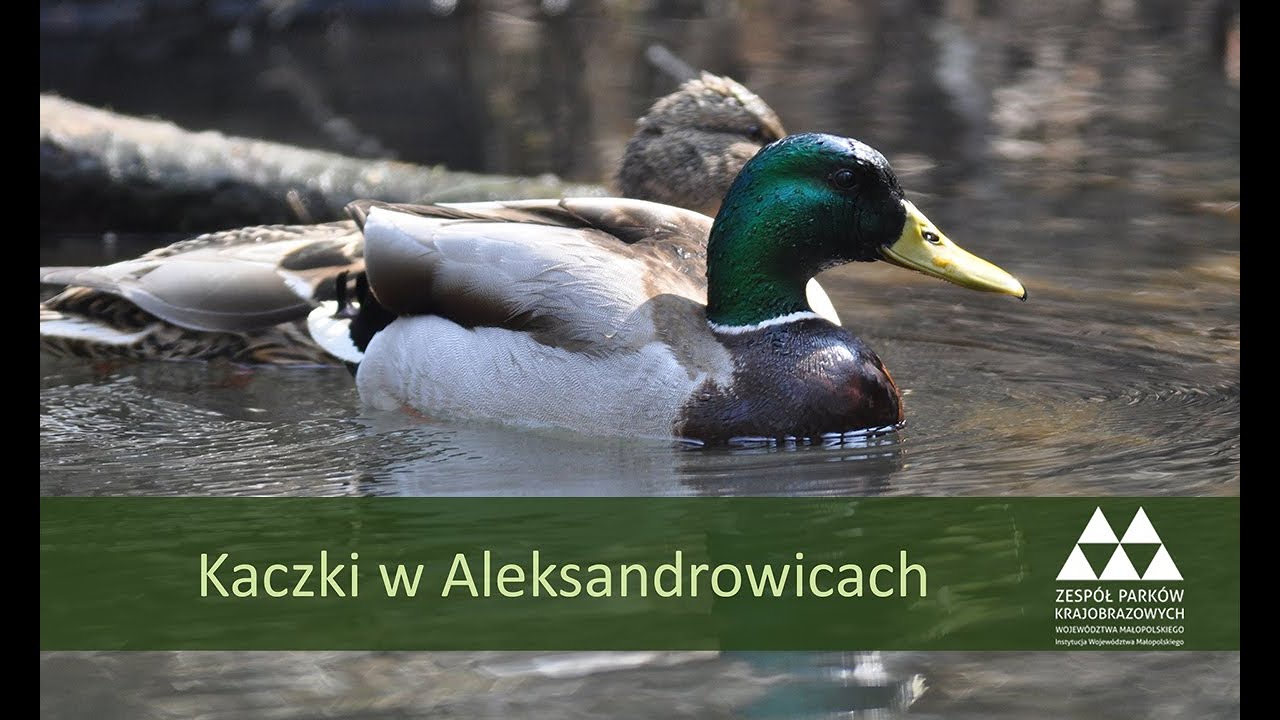 Kaczka krzyżówka (Anas platyrhynchos)