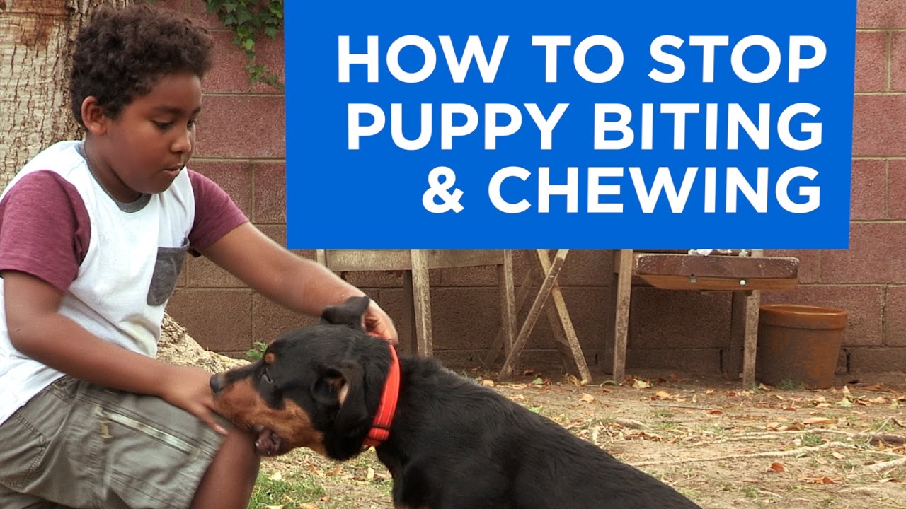 How to  Stop Puppy Biting and Chewing