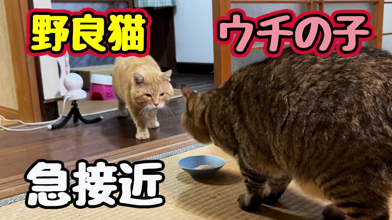 接近した訳は&hellip;【野良猫】