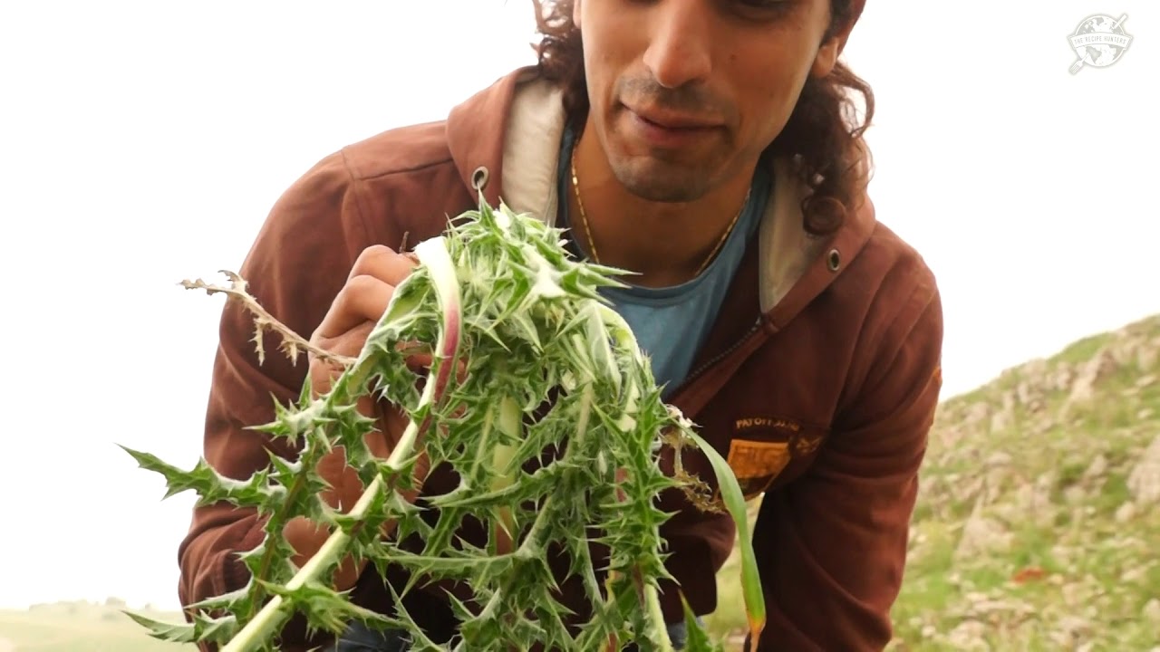 Wild Edible Akkoub or Gundelia in Lebanon