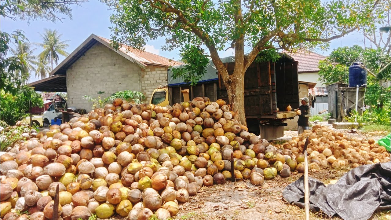 Muatan Buah Kelapa Desa Pematang Panjang, Kc, Seruyan hilir timur ( KAL-TENG )