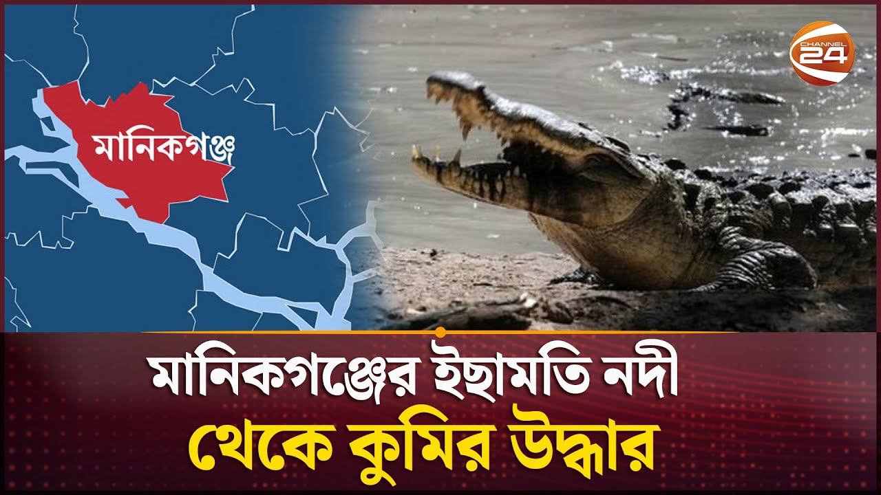 মানিকগঞ্জের ইছামতি নদী থেকে কুমির উদ্ধার | Manikganj News | Crocodile | River | Channel 24