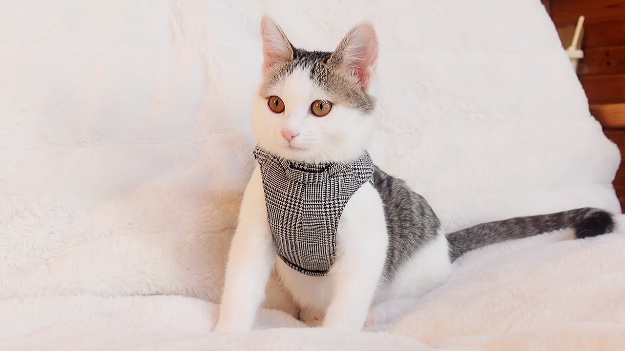 ハーネスの練習をする子ねこ。-Kitten Miri practices the harness.-