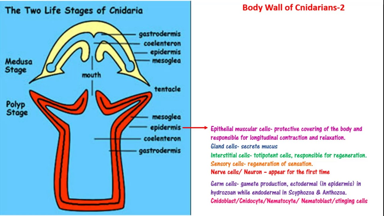 Cnidaria ( body wall/ Cnidoblast/Epidermis/Mesoglea/ coelenteron/ gastrodermis) NEET/AIIMS/JIPMER
