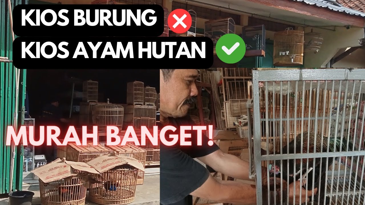 BIKIN NGILER GREBEG KIOS AYAM HUTAN HIJAU TERMURAH!!!