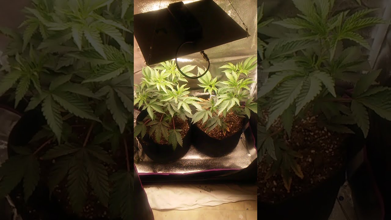 HLG 100 V2 3000K Quantum Board week 4 update