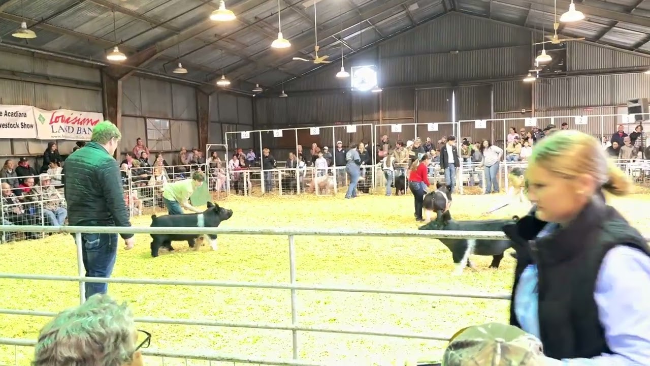 Preston and Roulette ACADIANA district livestock show. 2026. 5th / 5th LA Bred 