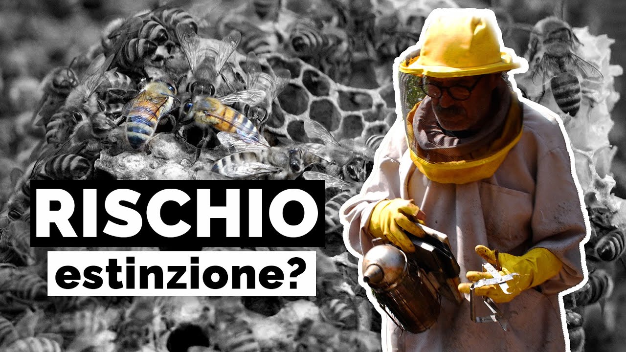 Dalle Api al Consumo Critico - Episodio 13