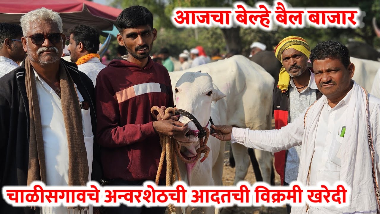 आजचा बेल्हे बैल बाजार,,दि-&zwnj;24/11/2025&hellip;Belhe Bail Bajar..Bail Bazar Belhe...#Belhe
