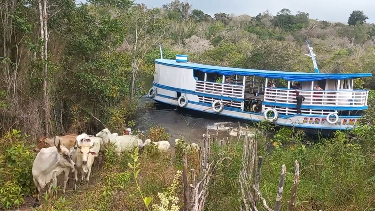 Soltando o gado na terra firme