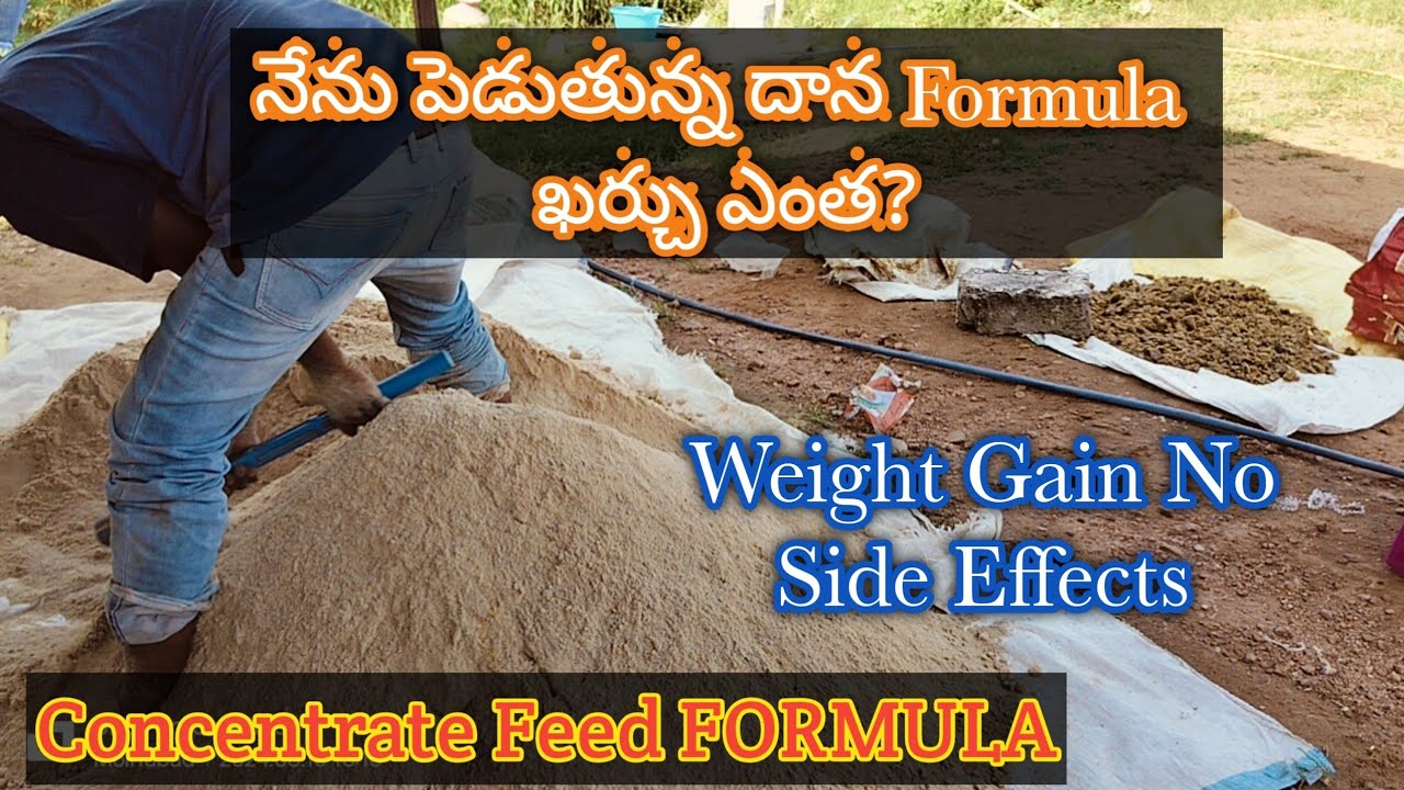 Weight Gain Concentrate feed for Sheep and Goat Farming