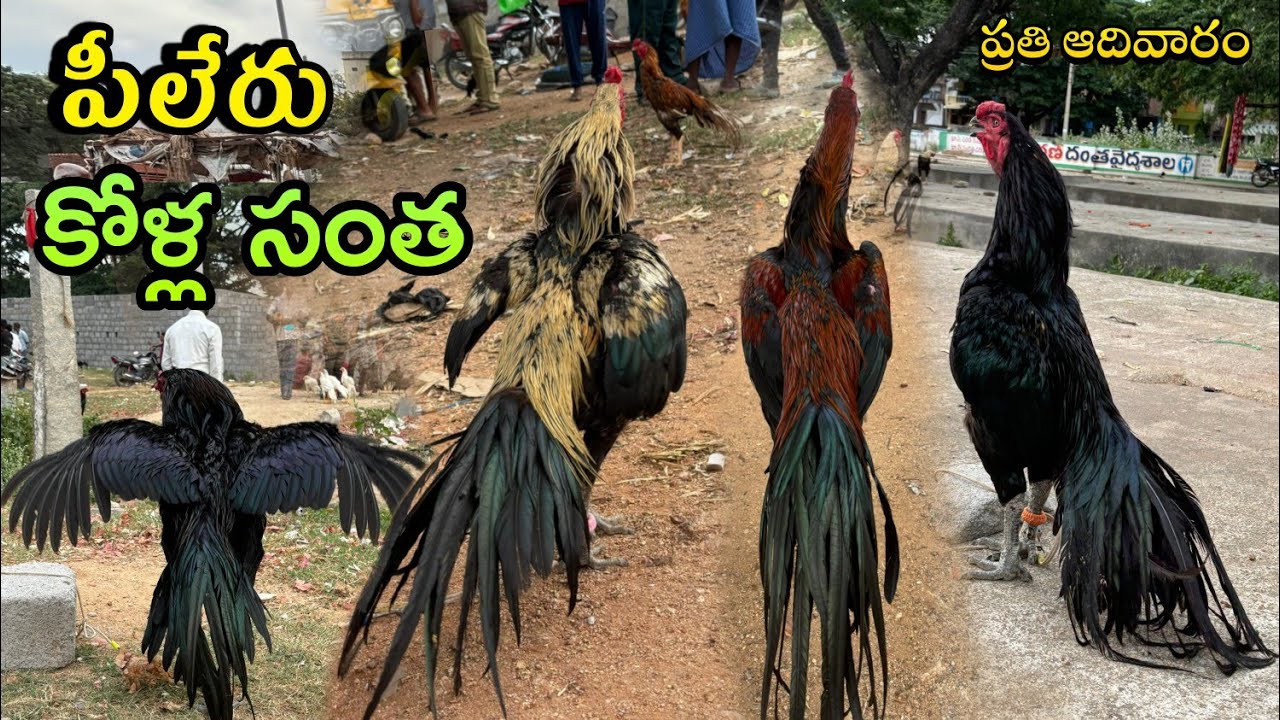 పీలేరు లో ప్రతి ఆదివారం కోళ్ల సంత piler hens market Sunday 👉#viral #vlog#goat#animals#trending#piler