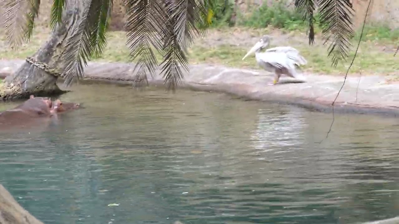 Kilimanjaro Safaris