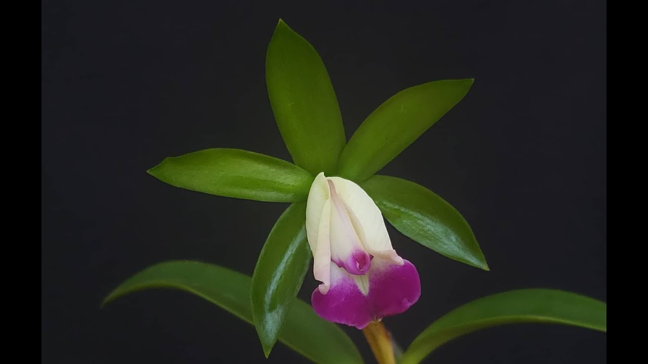 Cattleya dormaniana, una specie di Cattleya parecchio rara che mi ha regalato un caro amico