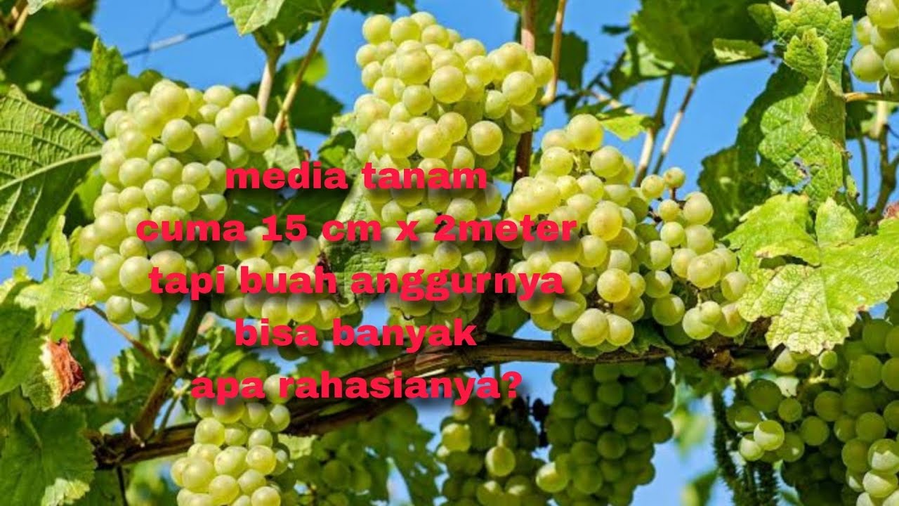 Dengan dana terbatas media tanam luas cuma 15 cm x 2 meter tapi bunga buahnya lebat.apa rahasianya?