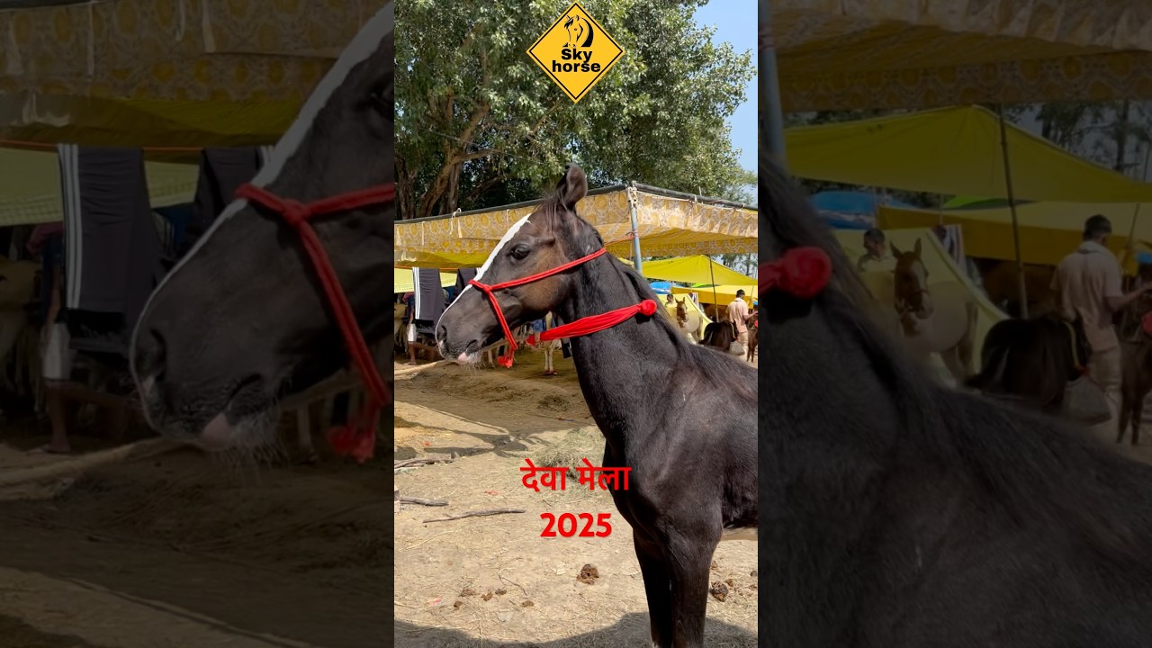 #horse #horseriding #horsefair #trending #viral #youtubeshorts #skyhorse
