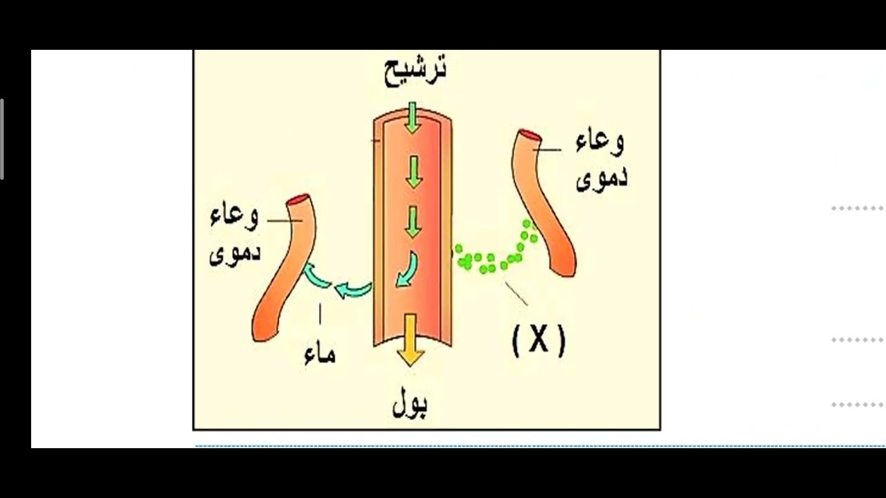 5- حل بعض أسئلة الهرمونات من كتاب اكتشف الفائز 2026 الأستاذ/ محمد الرفاعى ذكى 