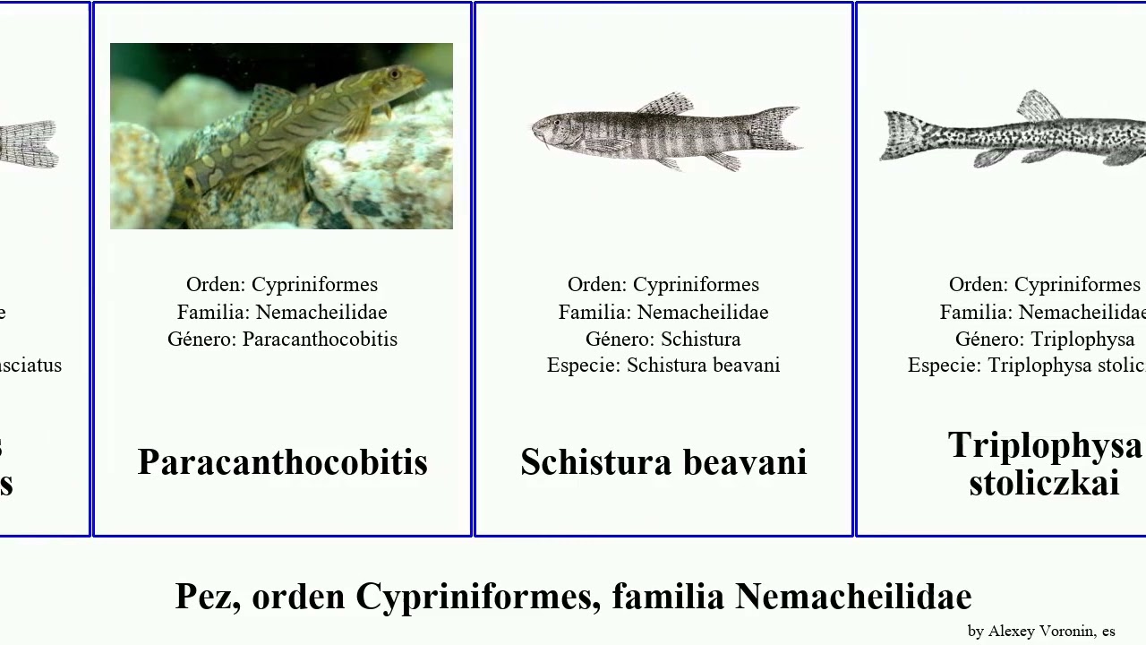Pez, orden Cypriniformes, familia Nemacheilidae fish Triplophysa Fuse stoliczkai evezardi bergiana