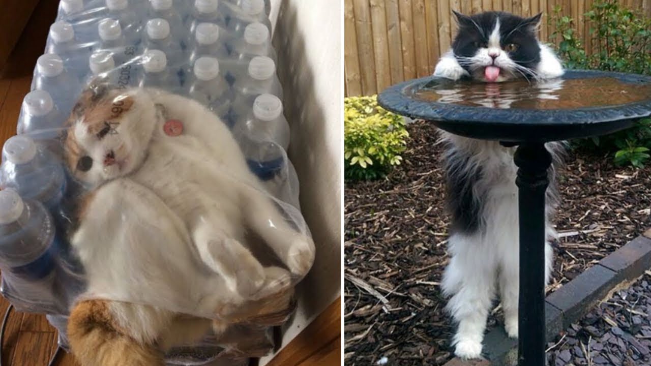 50+ Idiot Cats That Will Make You Laugh Out Loud | The Strangest