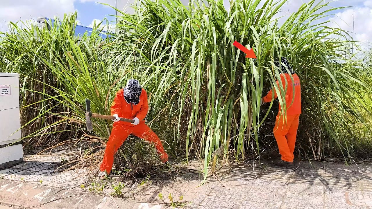 Not Even Giant Weeds Can Stop Us From Reviving This Abandoned Sidewalk!