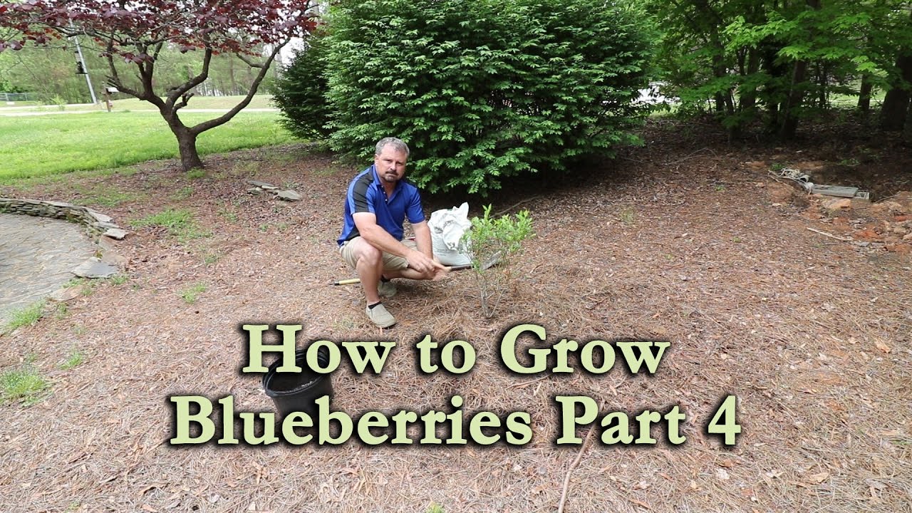 How to grow Blueberry Bushes Part 4 - Planting Blueberry Plants in the Ground
